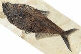 Fossil Fish (Diplomystus) - Green River Formation #370884-1